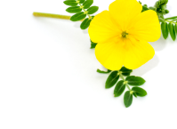 Tribulus Terrestris Extract 35:1