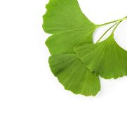 Ginko Leaf