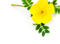 Tribulus Terrestris Extract